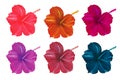 Set of hibiscus flowers in different shades isolated on a white background. Exotic tropical plants. Watercolor Royalty Free Stock Photo