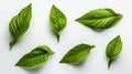 Set of high detailed fresh green basil leaves grown in a herb garden, isolated on white background Royalty Free Stock Photo