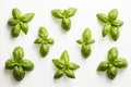 Set of high detailed fresh green basil leaves in herb garden isolated on white background Royalty Free Stock Photo