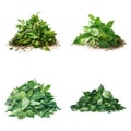 Set of a High Detailed Watercolor Element of Pile of Green Leaf. Made with AI. Vector Illustration