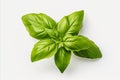 Set of highly detailed fresh green basil leaves grown in a herb garden isolated on white background Royalty Free Stock Photo