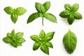 Set of highly detailed fresh green basil leaves grown in a herb garden, isolated on white background Royalty Free Stock Photo