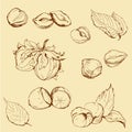 Set of highly detailed hand drawn hazelnuts