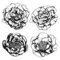 Set of highly detailed hand-drawn peonies