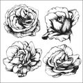 Set of highly detailed hand-drawn roses.