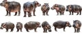 Set of hippopotamus with front side and back views isolated Royalty Free Stock Photo