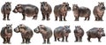 Set of hippopotamus with front side and back views isolated Royalty Free Stock Photo