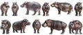 Set of hippopotamus with front side and back views isolated Royalty Free Stock Photo