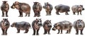 Set of hippopotamus with front side and back views isolated Royalty Free Stock Photo