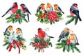Set of holiday decorations with Birds, bullfinches and robin on an isolated white background, watercolor illustration