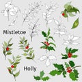 Set of holly and mistletoe. Black and white contours and color drawn vector illustration