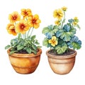 set of home flowers in pots, watercolor drawing