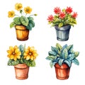 set of home flowers in pots, watercolor drawing.