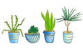 Set of home green plants and cacti watercolor illustration. Different types of various kinds of home cactus, palm tree in