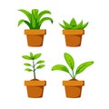 Set home or indoor plant on pot vector object element decoration for illustration project