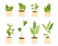 Set with home plants in flower pots. Urban jungle, home gardening. Hand-drawn vector illustration.
