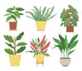 Set of home plants isolated on a white background. Collection of indoor plants in pots. Home decor. Vector illustration in flat