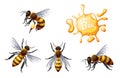 Set of honey bees. Flying and crawling insects. Suitable for the design of stickers, websites, prints, etc.