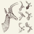 Set of Horn, antlers Animals moose or elk with impala, gazelle and greater kudu, fallow deer reindeer and stag, doe or Royalty Free Stock Photo