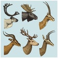 Set of Horn, antlers Animals moose or elk with impala, gazelle and greater kudu, fallow deer reindeer and stag, doe or Royalty Free Stock Photo