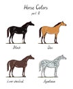 Set of horse color chart on white. Equine coat colors with text.