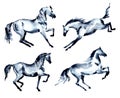 Set of horse. Trotting, rearing up, kicking, piaffe, passage motion.