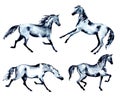 Set of horse. Trotting, rearing up, piaffe, passage motion. Watercolor or ink hand painting stallion.