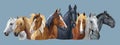 Set of horses breeds 7 Royalty Free Stock Photo