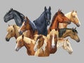 Set of horses breeds 10 Royalty Free Stock Photo