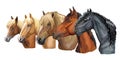 Set of horses breeds 4