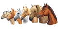 Set of horses breeds 5 Royalty Free Stock Photo