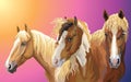 Set of horses breeds 8 Royalty Free Stock Photo