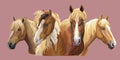 Set of horses breeds 6 Royalty Free Stock Photo