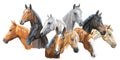 Set of horses breeds3 Royalty Free Stock Photo