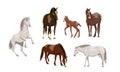 Set of horses in brown and white. Equus ferus caballus females, males and foals. Domestic and wild vector