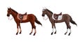 Set of horses of different suits in different ammunition for jumping - saddle, cap, bridle, halter, wagtrap, stamping. Riderless.