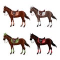 Set of horses of different suits in different ammunition for jumping - saddle, cap, bridle, halter, wagtrap, stamping