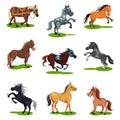 Flat vector set of horses in various poses. Hoofed animals isolated. Mammal creatures on green grass Royalty Free Stock Photo