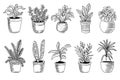 Set of house plant isolated. Vector linear sketch house plant pot illustration