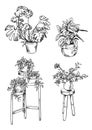 Set of house plants in pots vector drawings