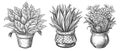 Houseplant flower pot collection. Set of house plants sketch. Flowerpot isolated objects vector illustration