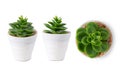 Set of Houseplant in pot isolated on white background with clipping path. Royalty Free Stock Photo