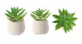 Set of Houseplant in pot isolated on white background with clipping path. Royalty Free Stock Photo