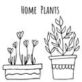 Set of houseplant vector illustration with simple line doodle design