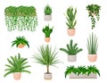 Set of houseplants - cactus, chlorophytum, dracaena, fern, sansevieria, zamioculcas, succulent, aloe vera. Vector