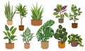 Set Houseplants. Indoor plants in ceramic brown pots.