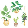 Set houseplants in pots painted in watercolor. Fresh elements isolated on a white background. Potted plants set
