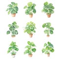 Set of houseplants in pots on white background. Watercolor illustration.