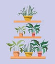 Set of houseplants in shelfs Royalty Free Stock Photo