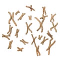 Set of human chromosomes, female karyotype Royalty Free Stock Photo